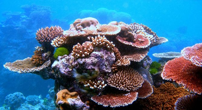 Ngắm san hô ở Vịnh Nha Trang