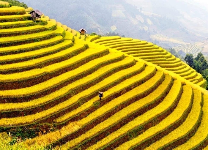 Sapa mùa lúa chín-Những bức tranh tuyệt đẹp đầy màu sắc