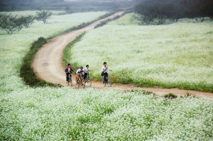 Kinh nghiệm du lịch Mộc Châu mùa hoa cải