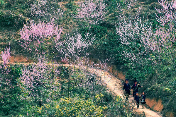 Du lịch Sapa mùa nào đẹp nhất-kinh nghiệm du lịch Sapa mới nhất-1