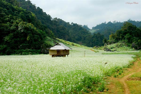 Kinh nghiệm du lịch Mộc Châu 2 ngày mới nhất