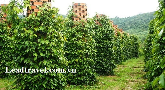 cẩm nang du lịch Phú Quốc