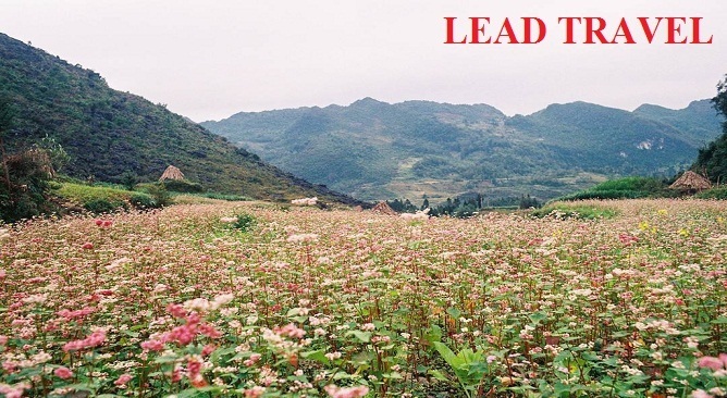 hoa tam giác mạch ở hà giang