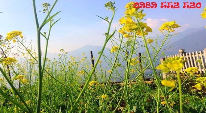 homestay viettrekking sapa