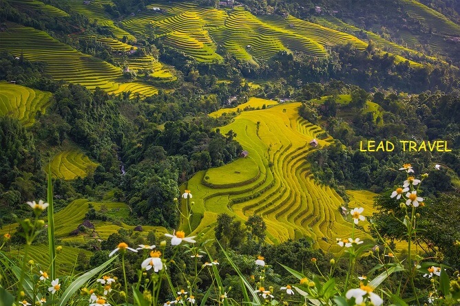 ruộng bậc thang hoàng su phì