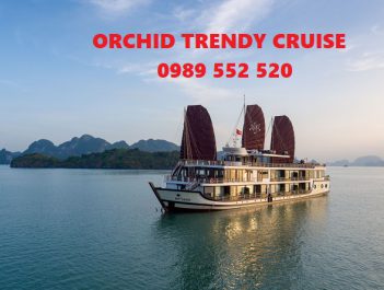 orchid trendy cruise