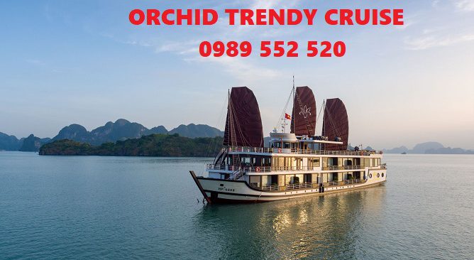 orchid trendy cruise