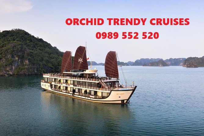 orchid trendy cruises